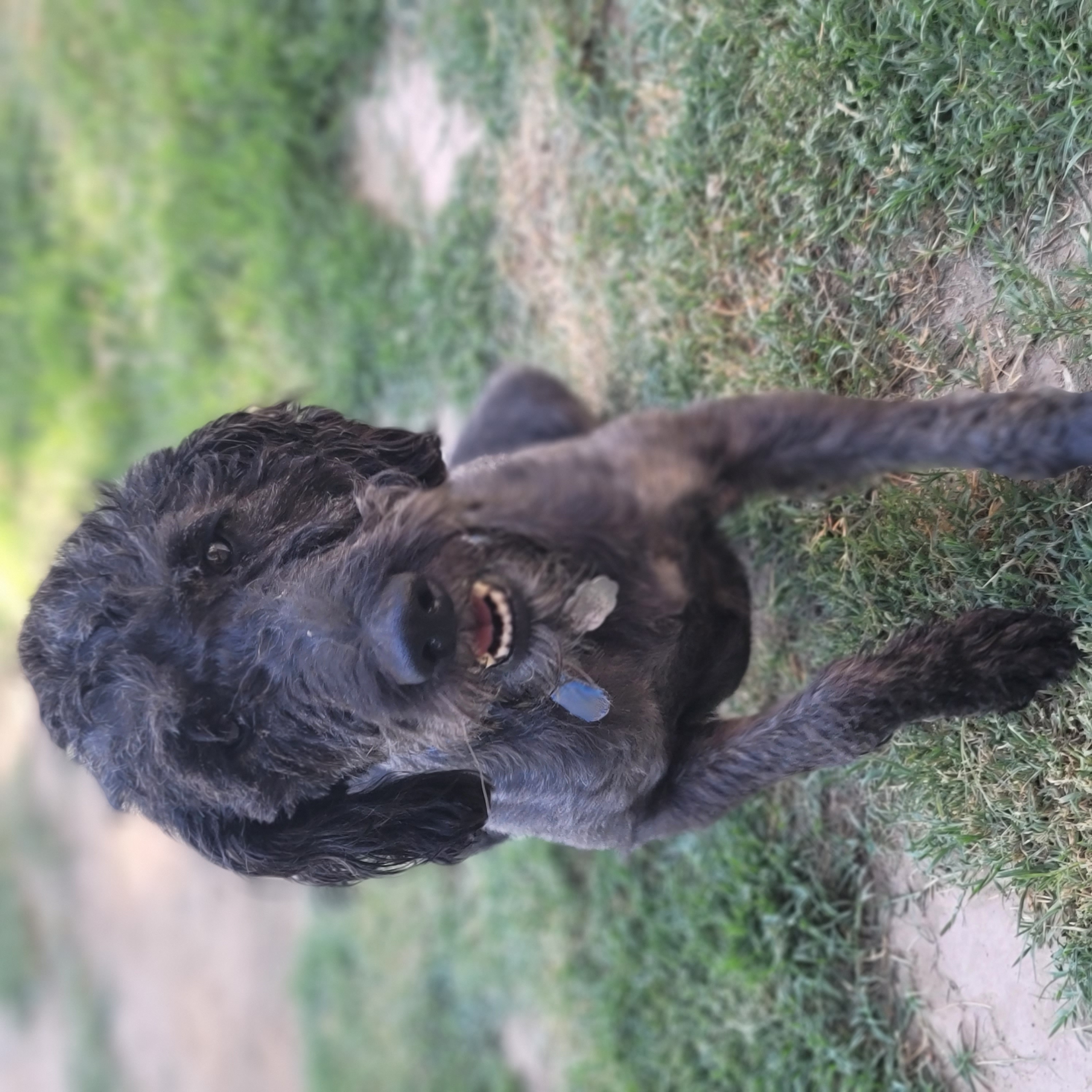 Po, a Adopted Labradoodle in Fresno, CA image 1/2