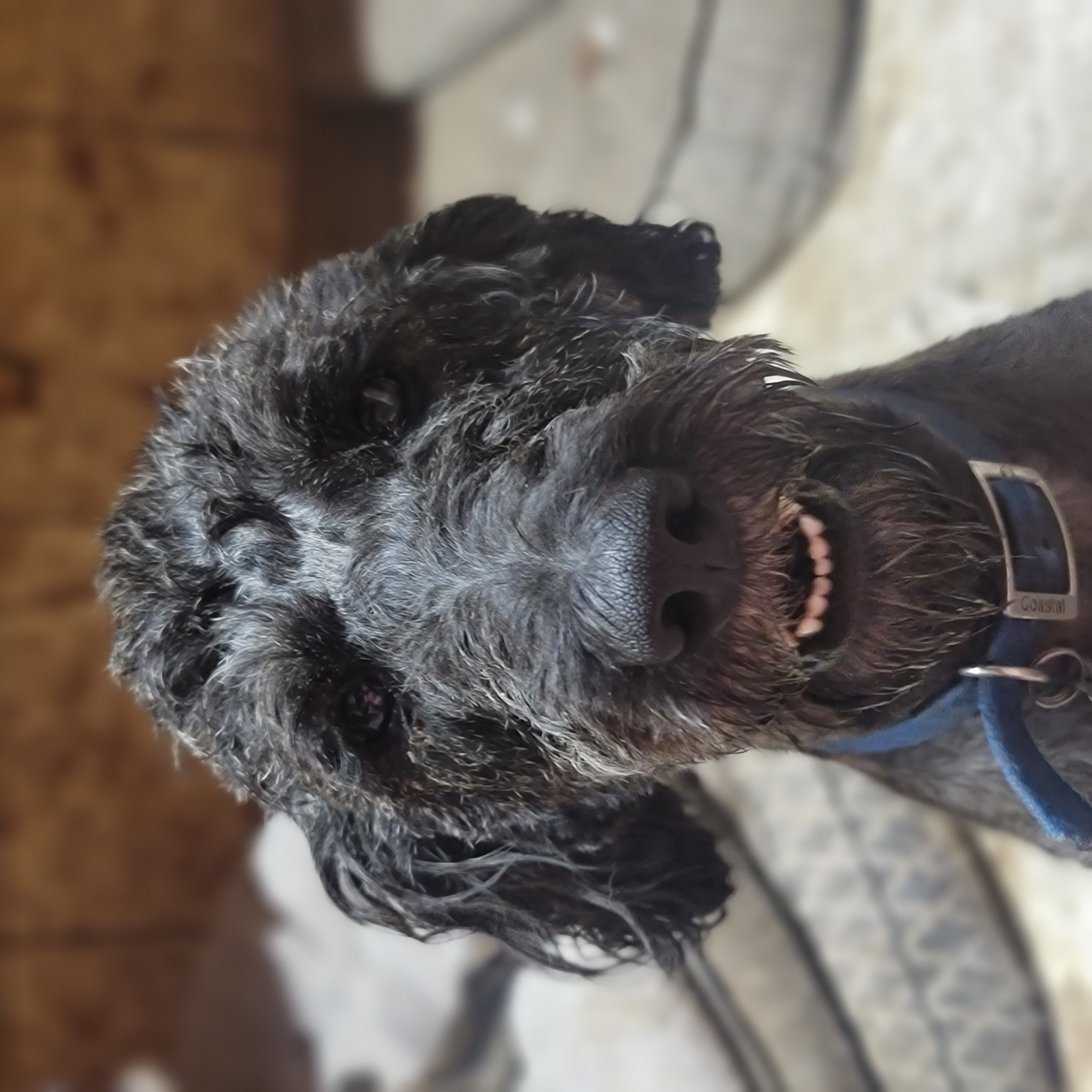 Po, a Adopted Labradoodle in Fresno, CA image 2/2