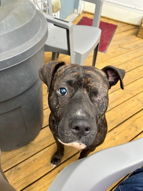 Enlarge Morris, a Adoptable mixed breed in Oswego, IL image 1/5