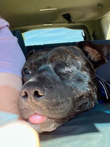 Enlarge Morris, a Adoptable mixed breed in Oswego, IL image 2/5