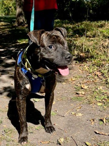 Enlarge Morris, a Adoptable mixed breed in Oswego, IL image 3/5