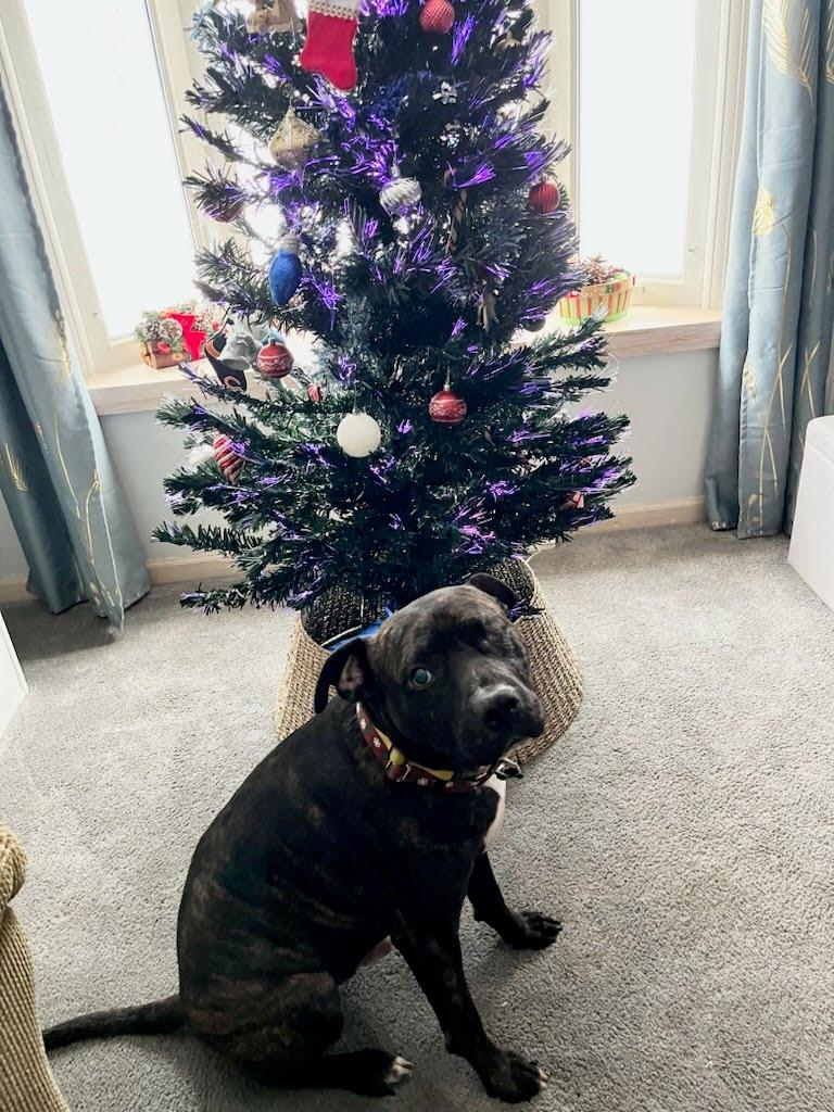 Enlarge Morris, a Adoptable mixed breed in Oswego, IL image 4/5