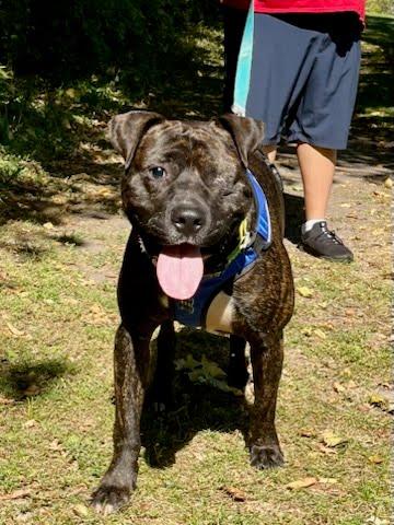 Enlarge Morris, a Adoptable mixed breed in Oswego, IL image 5/5