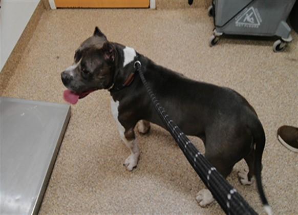 GEORGE, Adoptable, Adult Male American Bulldog & Mixed Breed.