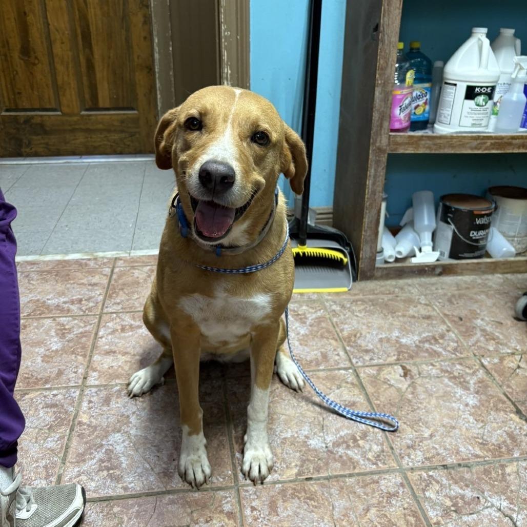 Bingo, Adoptable, Senior Female Mixed Breed.