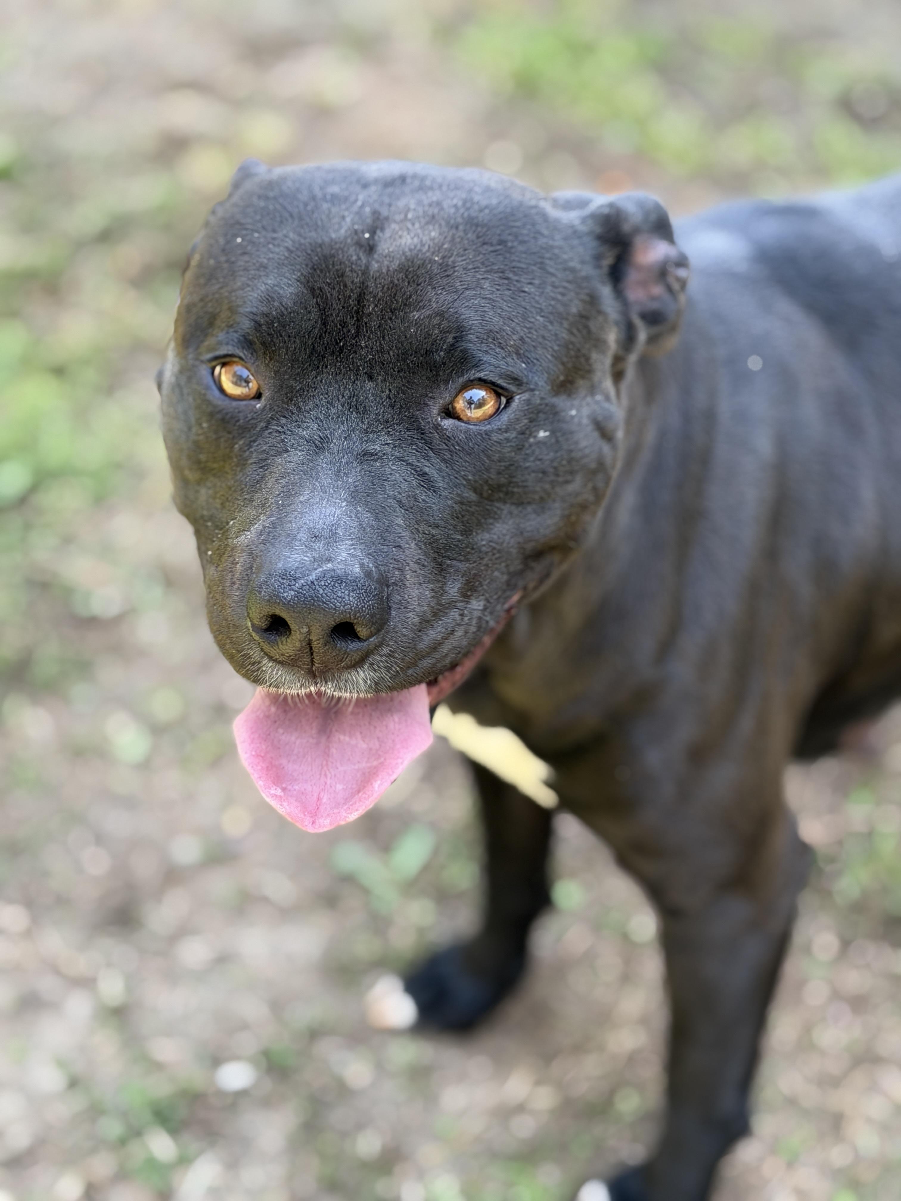 Coco, ADOPTABLE, Adult Female Pit Bull Terrier.