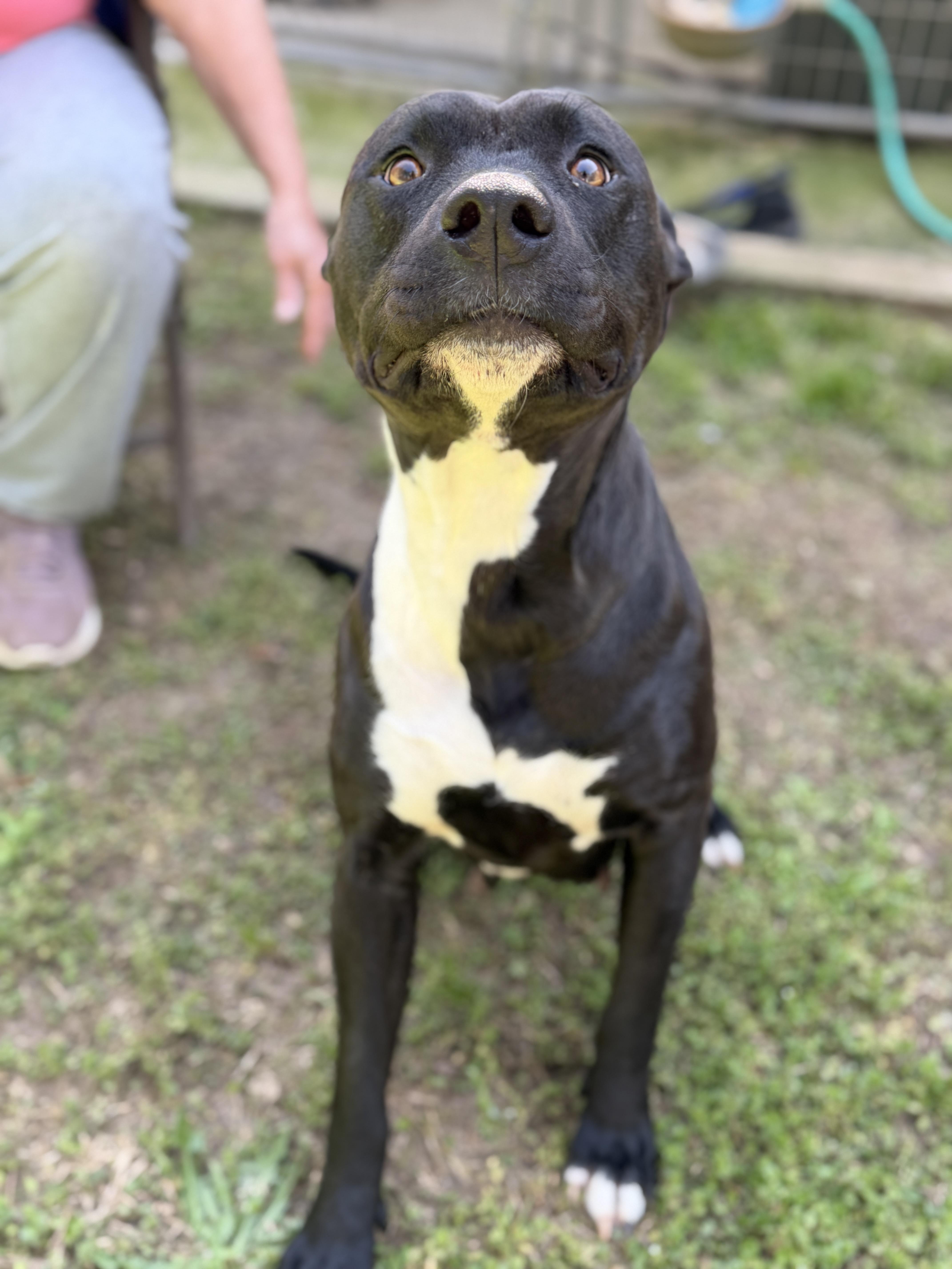Enlarge Coco, a ADOPTABLE mixed breed in Elberton, GA image 4/4