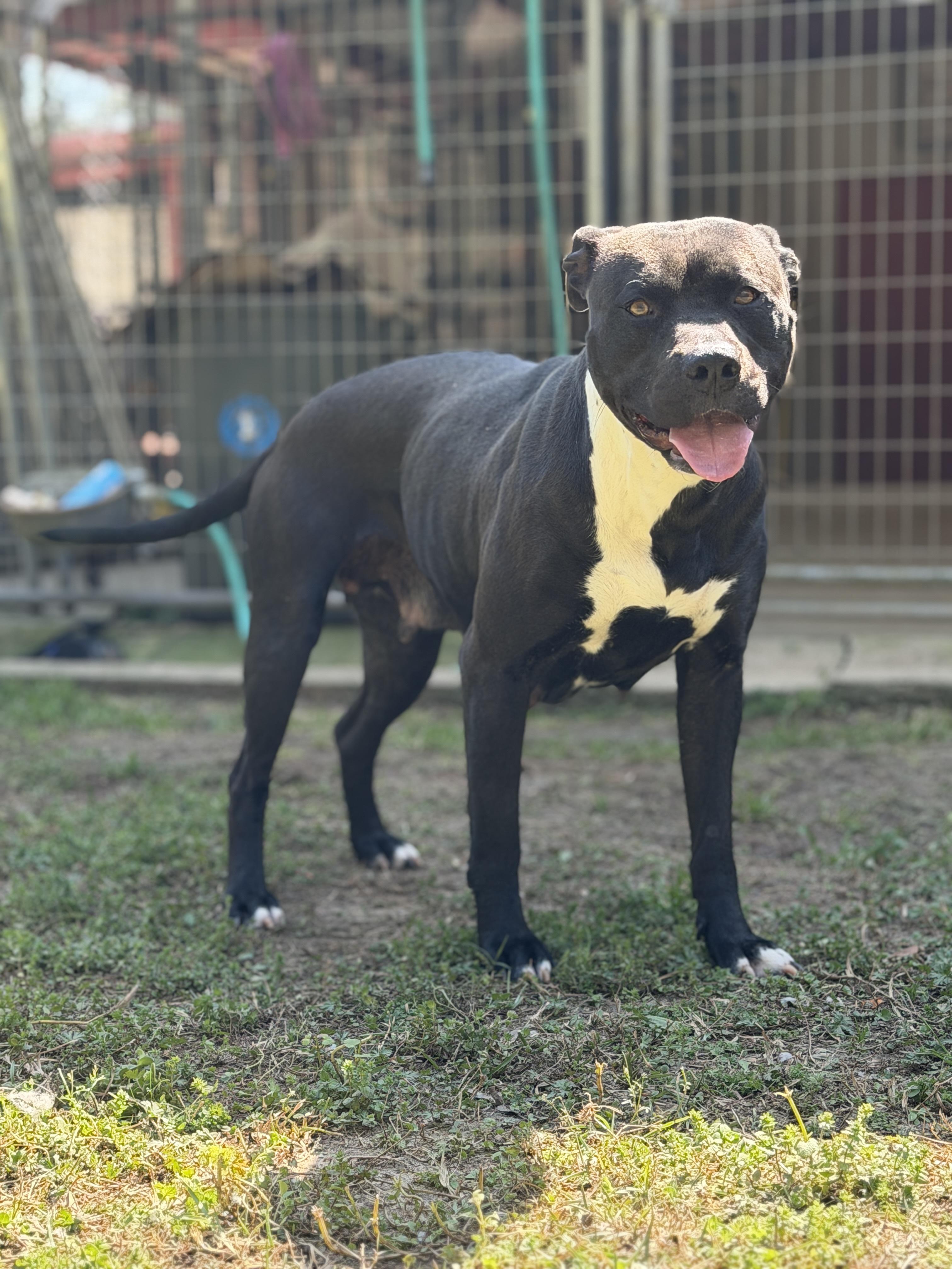 Enlarge Coco, a ADOPTABLE mixed breed in Elberton, GA image 3/4