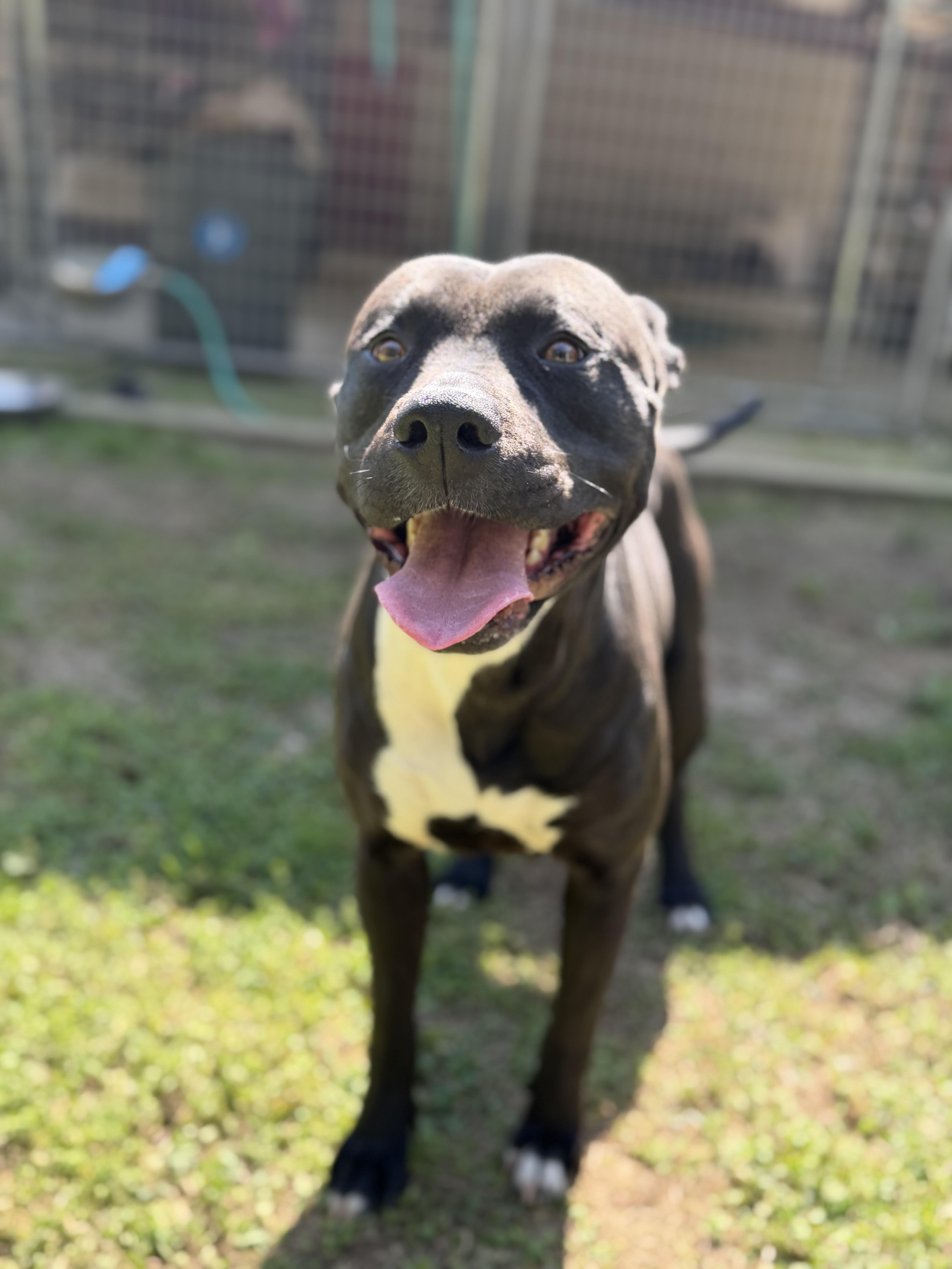 Enlarge Coco, a ADOPTABLE mixed breed in Elberton, GA image 2/4