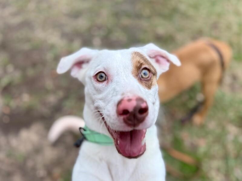 Kesha Confetti Kisses — thumbnail 4