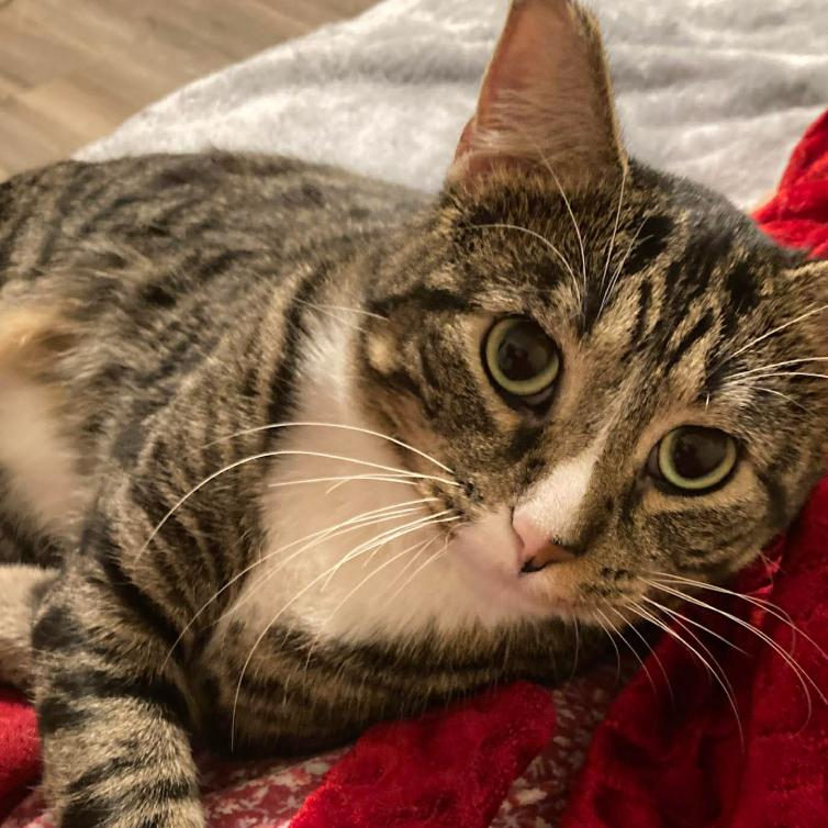 Dexter, Adoptable, Adult Male Domestic Short Hair.
