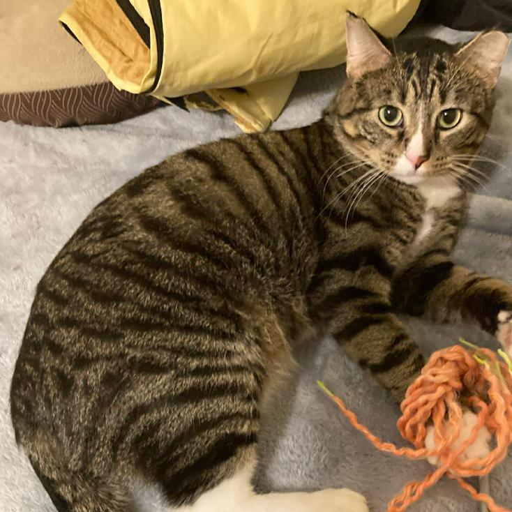 Enlarge Dexter, a Adoptable Domestic Short Hair in Coralville, IA image 2/3