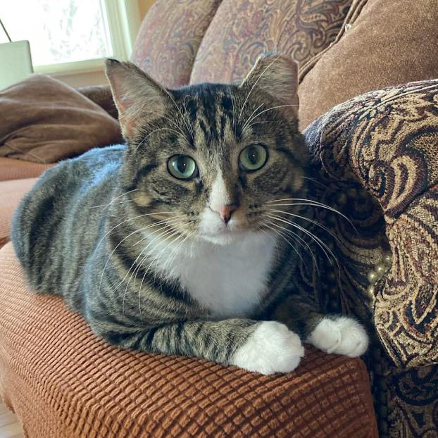 Enlarge Dexter, a Adoptable Domestic Short Hair in Coralville, IA image 3/3