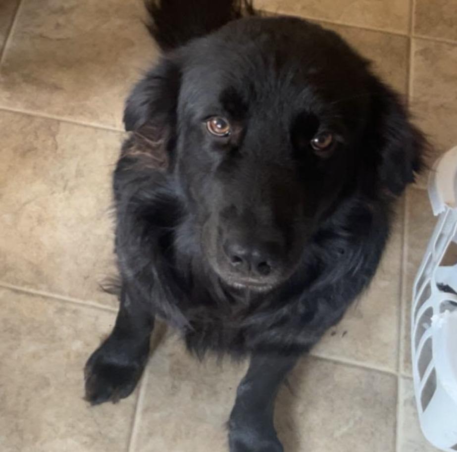 Odin - Foster Needed - photo 2