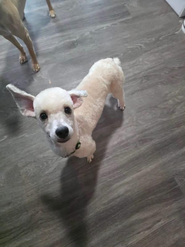 Enlarge Bogey, a ADOPTABLE Poodle in Eugene, OR image 4/4