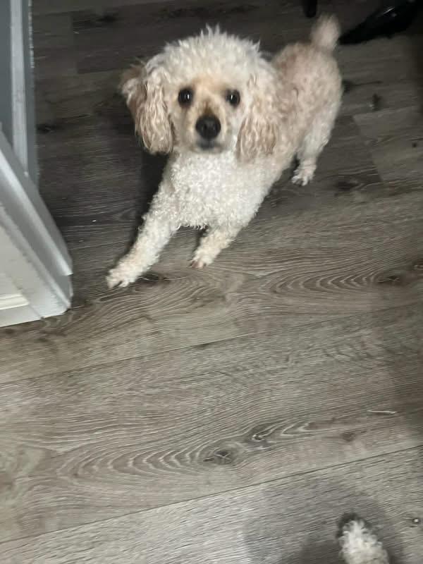 Enlarge Bogey, a ADOPTABLE Poodle in Eugene, OR image 3/4