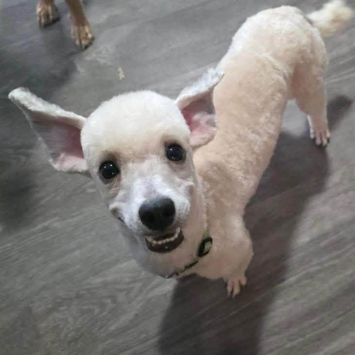 Enlarge Bogey, a ADOPTABLE Poodle in Eugene, OR image 1/4