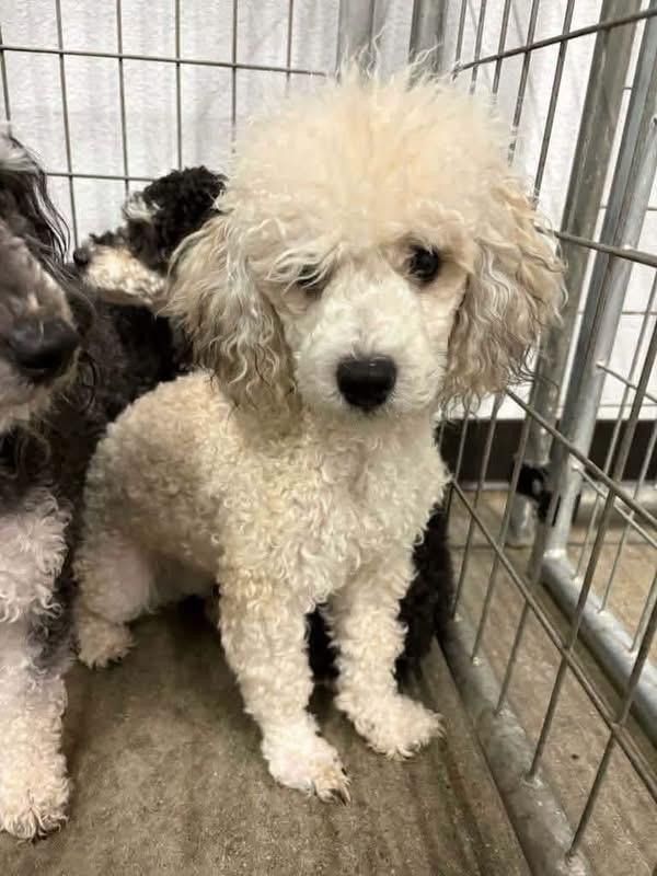 Enlarge Bogey, a ADOPTABLE Poodle in Eugene, OR image 2/4