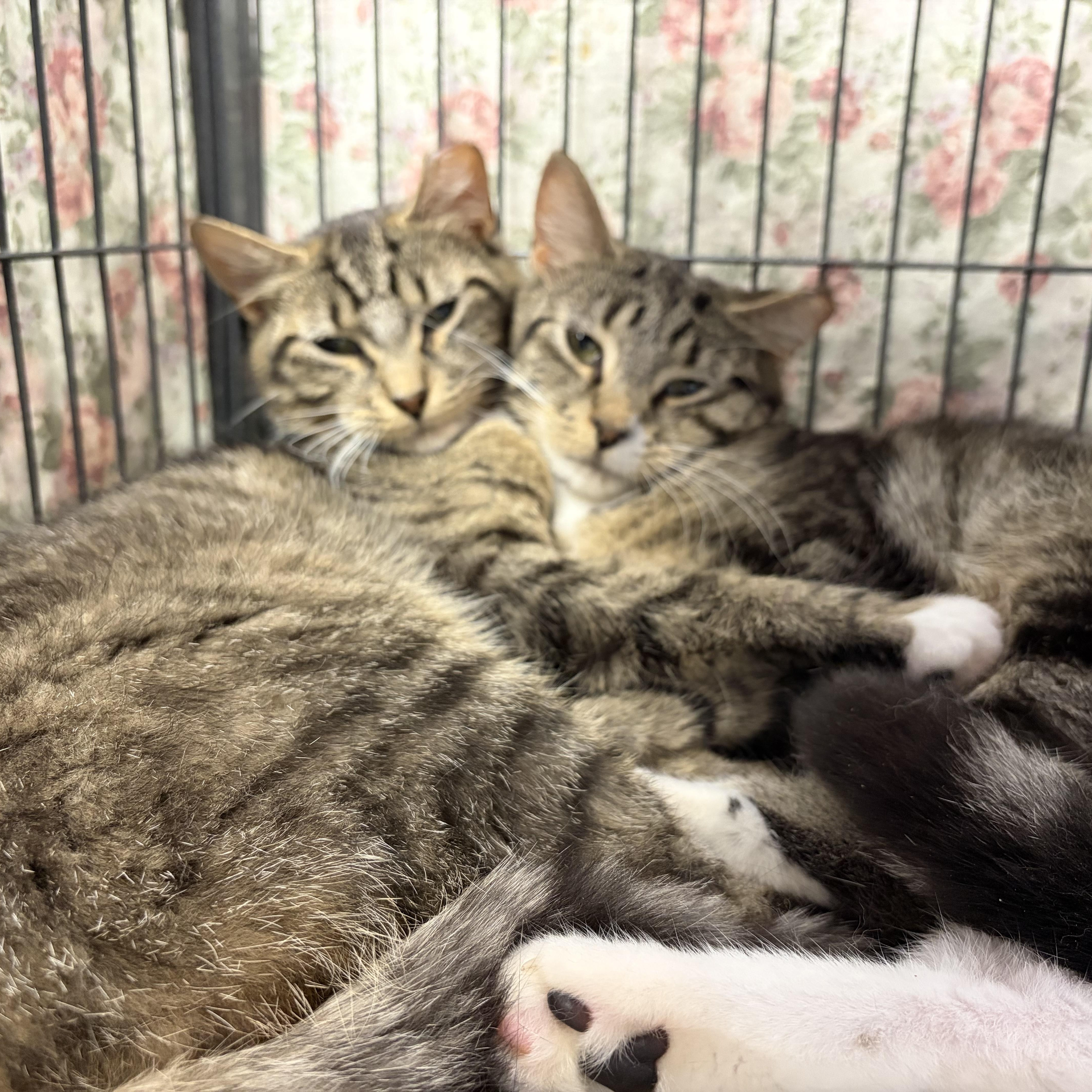 Tipper & Sassy Frassy (bonded brothers), a Adoptable Domestic Short Hair in Cortland, NY image 2/4