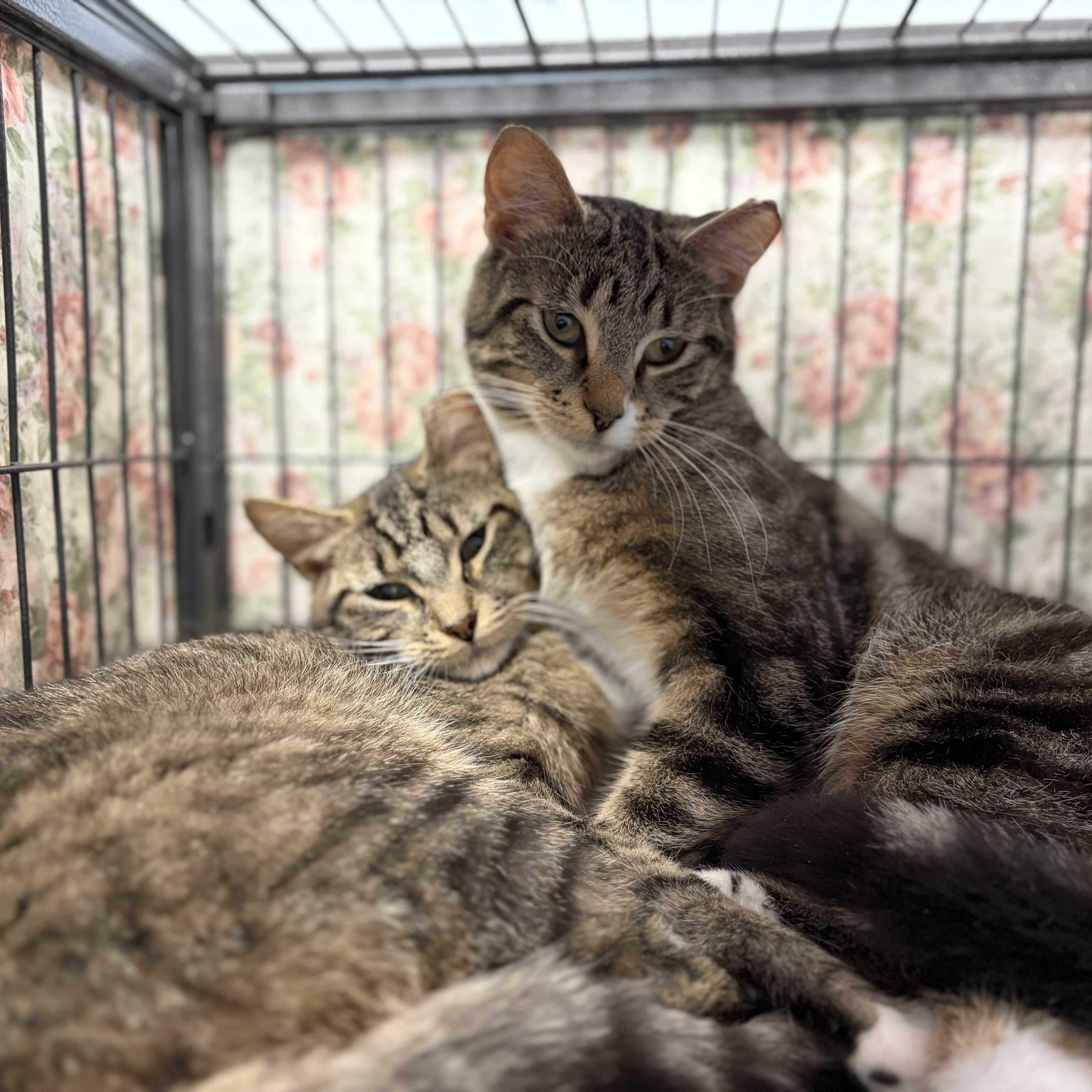 Tipper & Sassy Frassy (bonded brothers), Adoptable, Young Male Domestic Short Hair.
