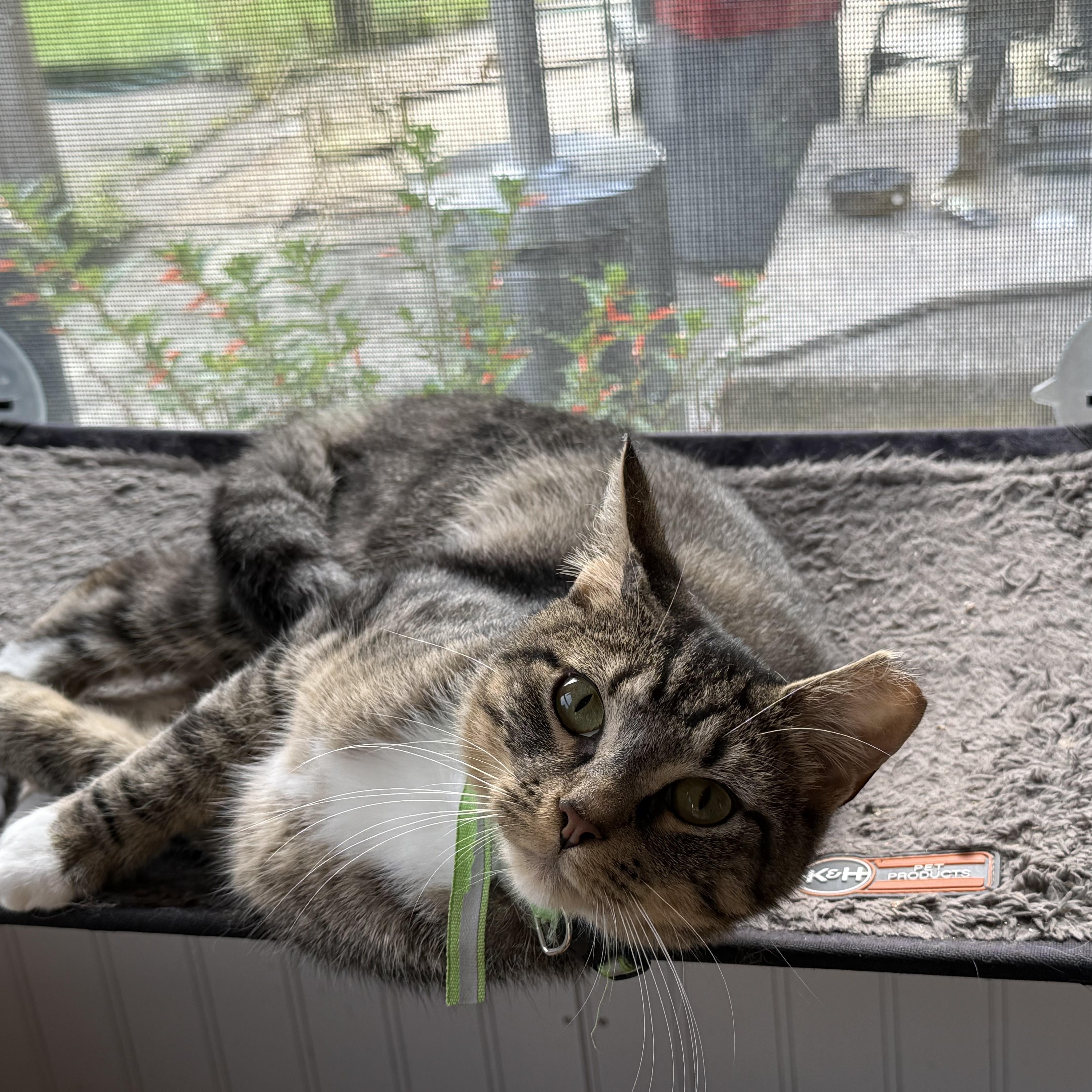 Tipper & Sassy Frassy (bonded brothers), a Adoptable Domestic Short Hair in Cortland, NY image 3/4