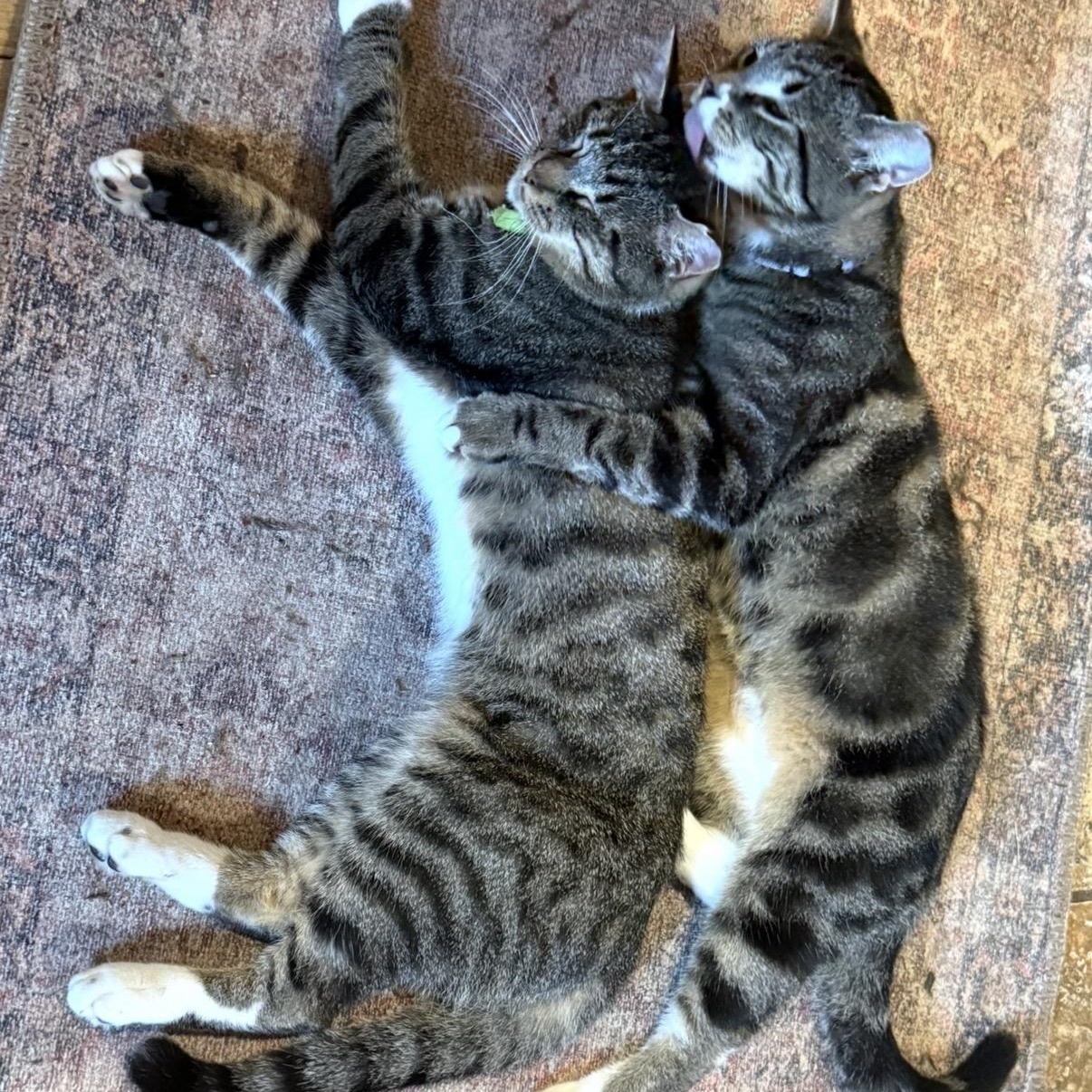 Tipper & Sassy Frassy (bonded brothers), Adoptable, Young Male Domestic Short Hair.