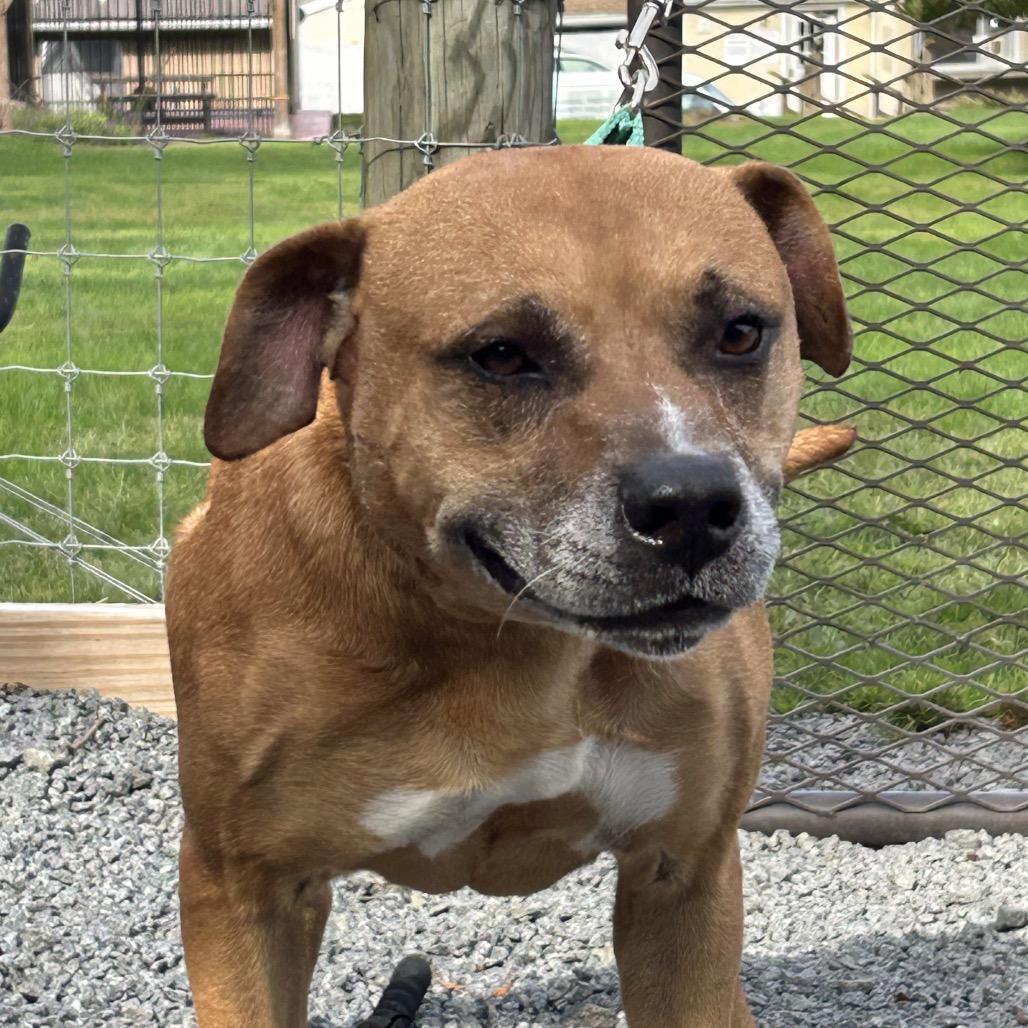 Nelson, Adoptable, Adult Male Mixed Breed.