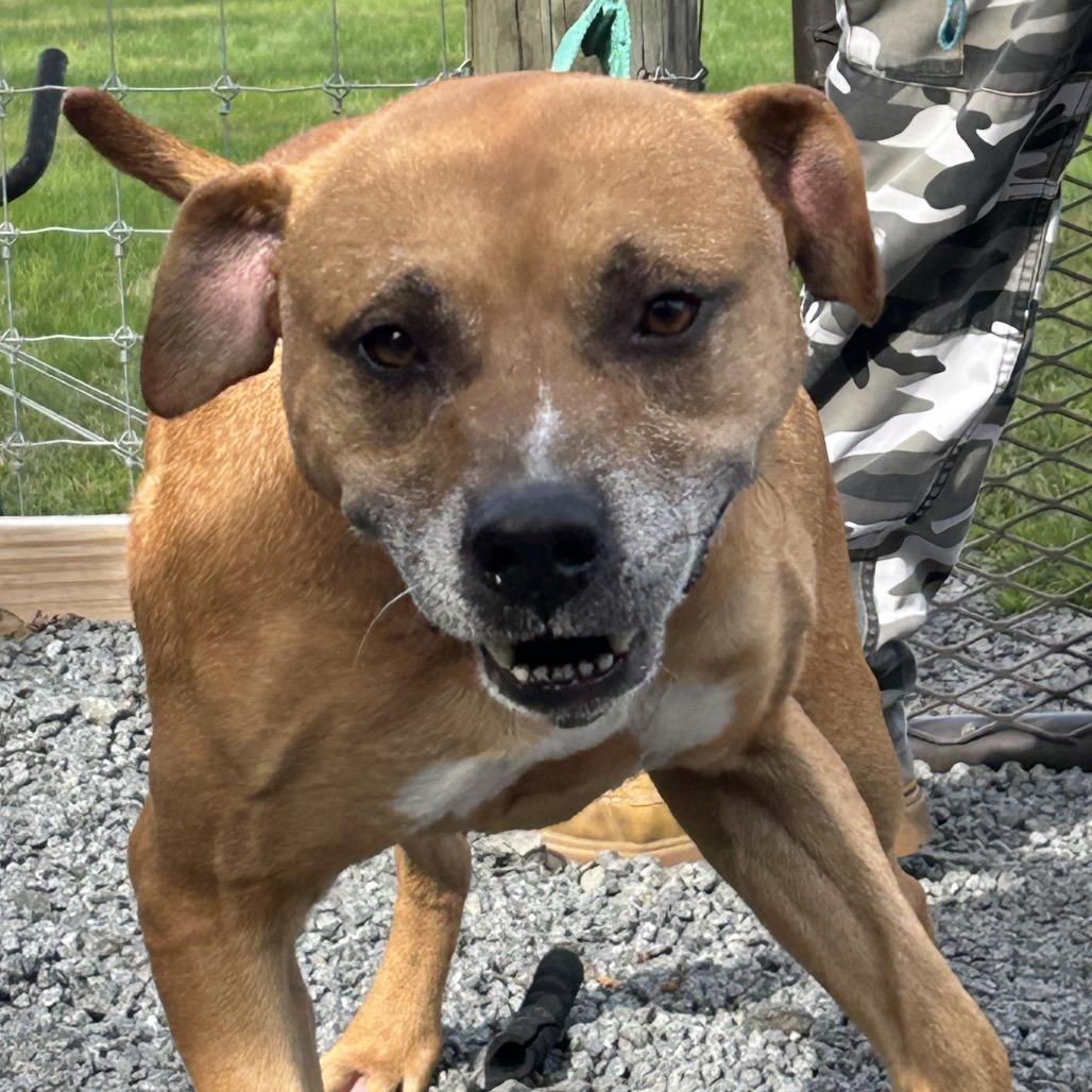 Enlarge Nelson, a Adoptable Mixed Breed in Birdsboro, PA image 2/3