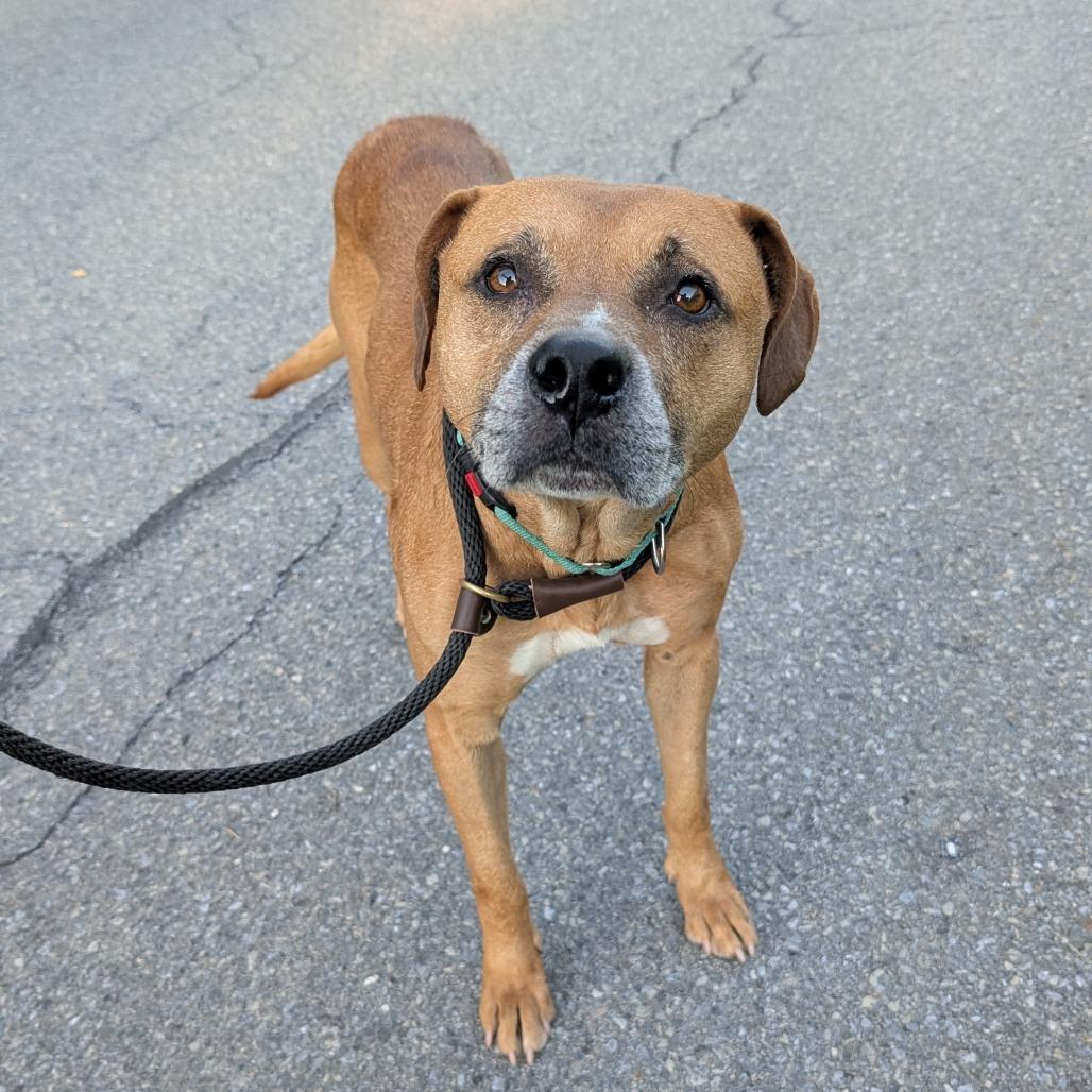 Enlarge Nelson, a Adoptable Mixed Breed in Birdsboro, PA image 3/3