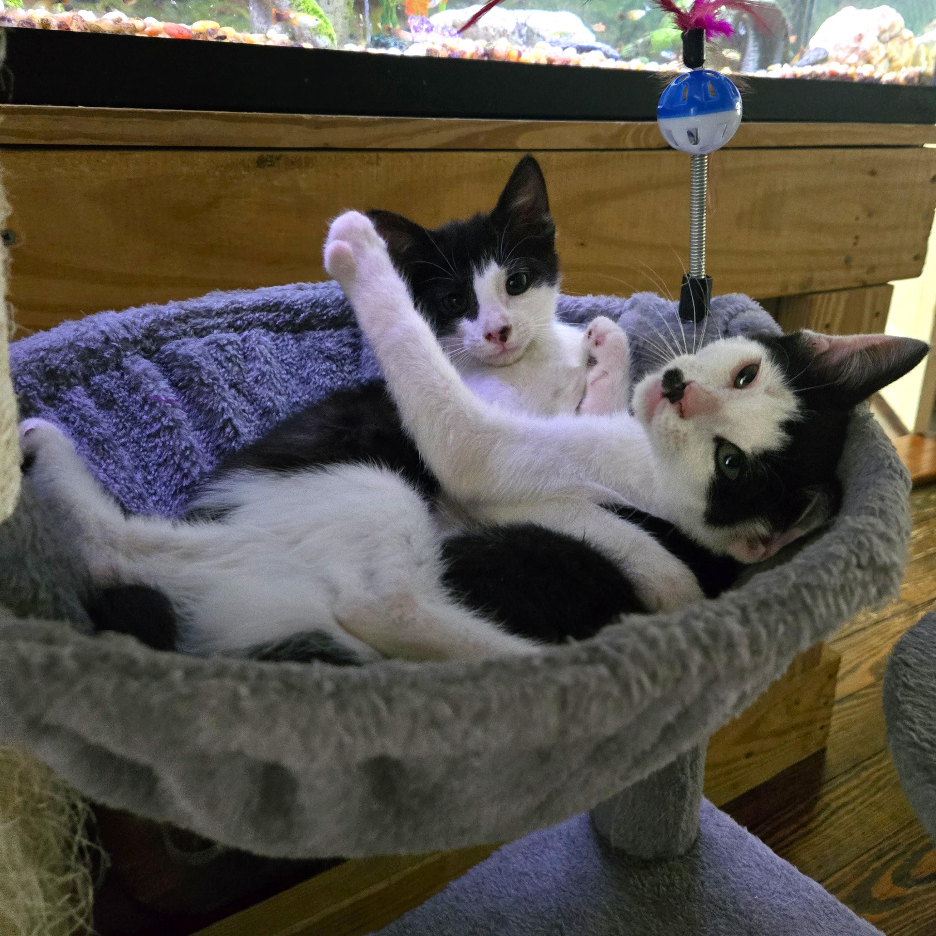 Fred, a ADOPTABLE Domestic Medium Hair in Smithfield, NC image 6/6