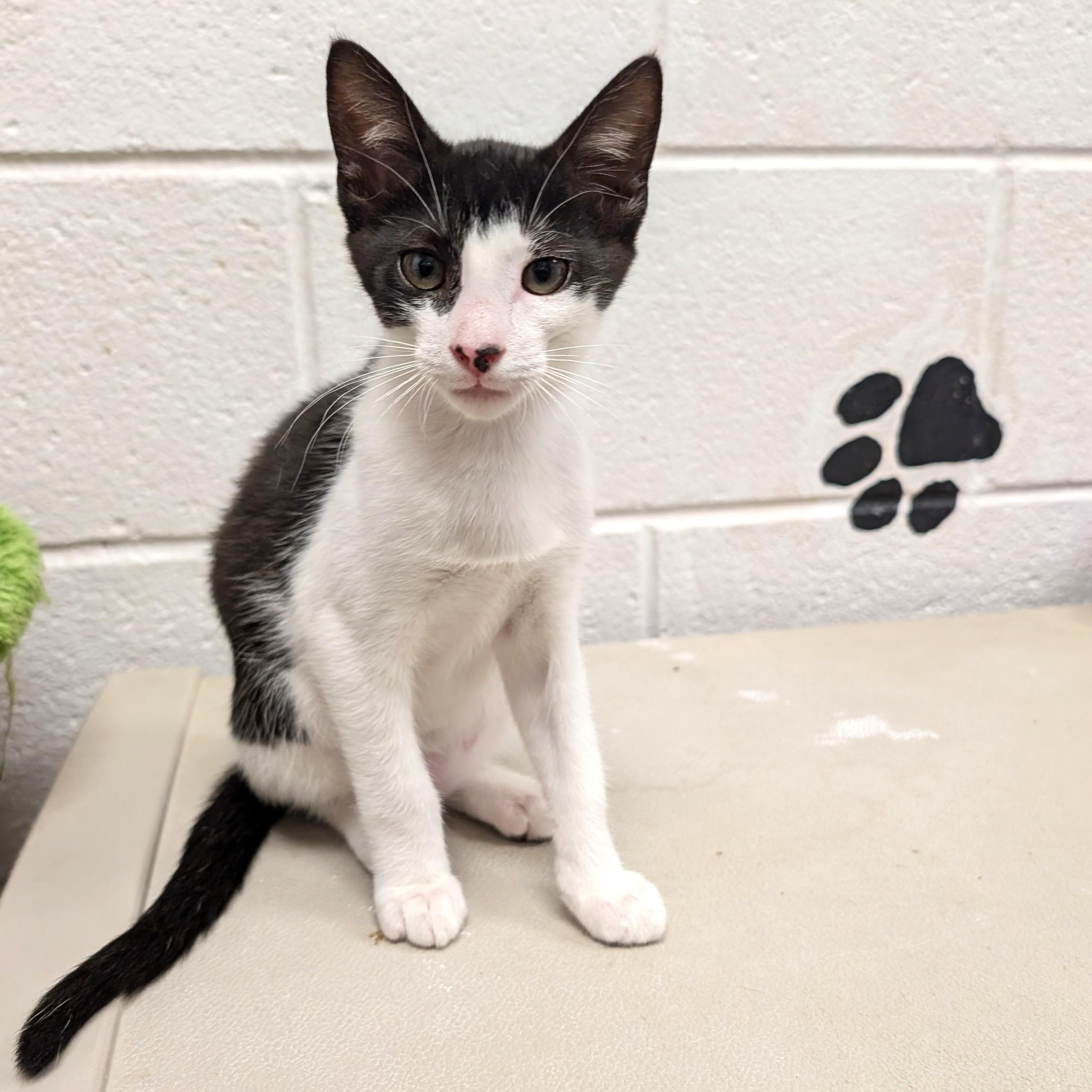 Fred, a ADOPTABLE Domestic Medium Hair in Smithfield, NC image 3/6