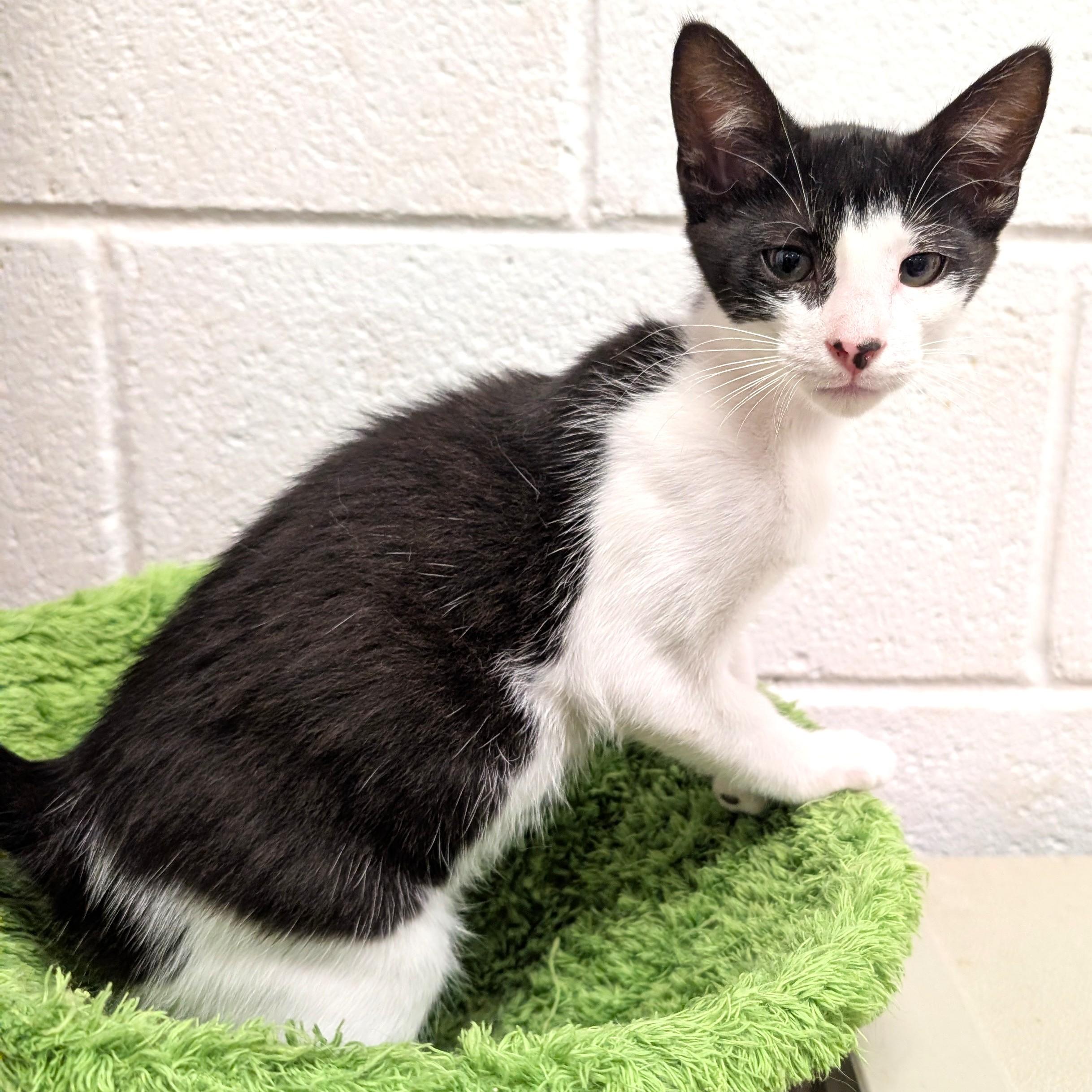 Fred, ADOPTABLE, Kitten Male Domestic Medium Hair.