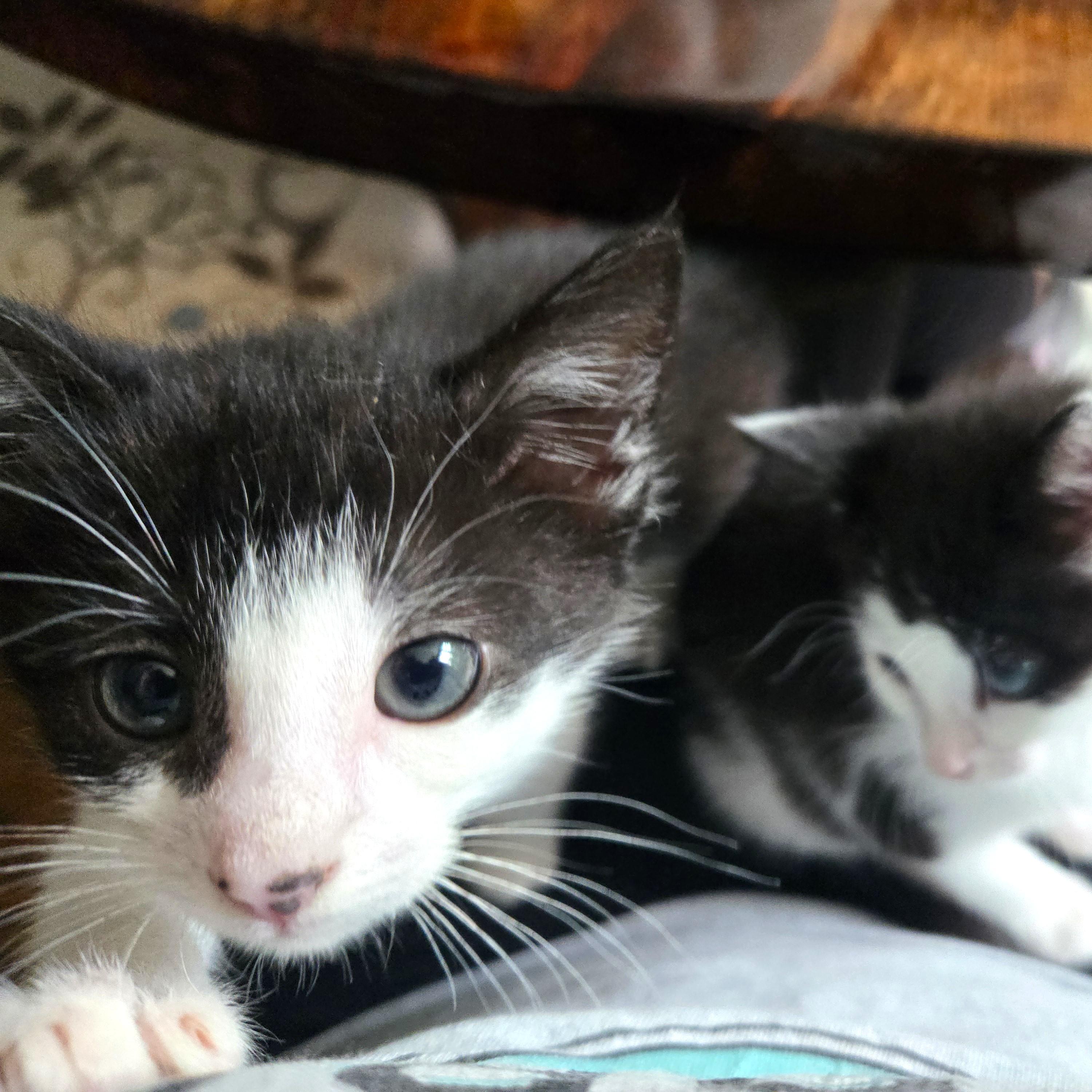 Fred, a ADOPTABLE Domestic Medium Hair in Smithfield, NC image 5/6
