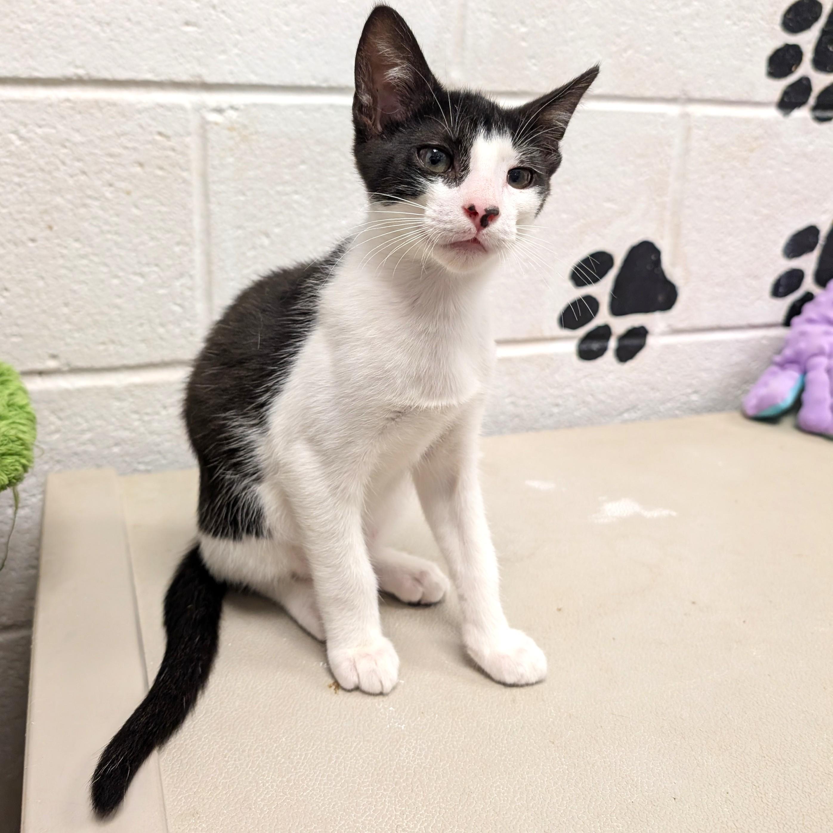 Fred, a ADOPTABLE Domestic Medium Hair in Smithfield, NC image 2/6