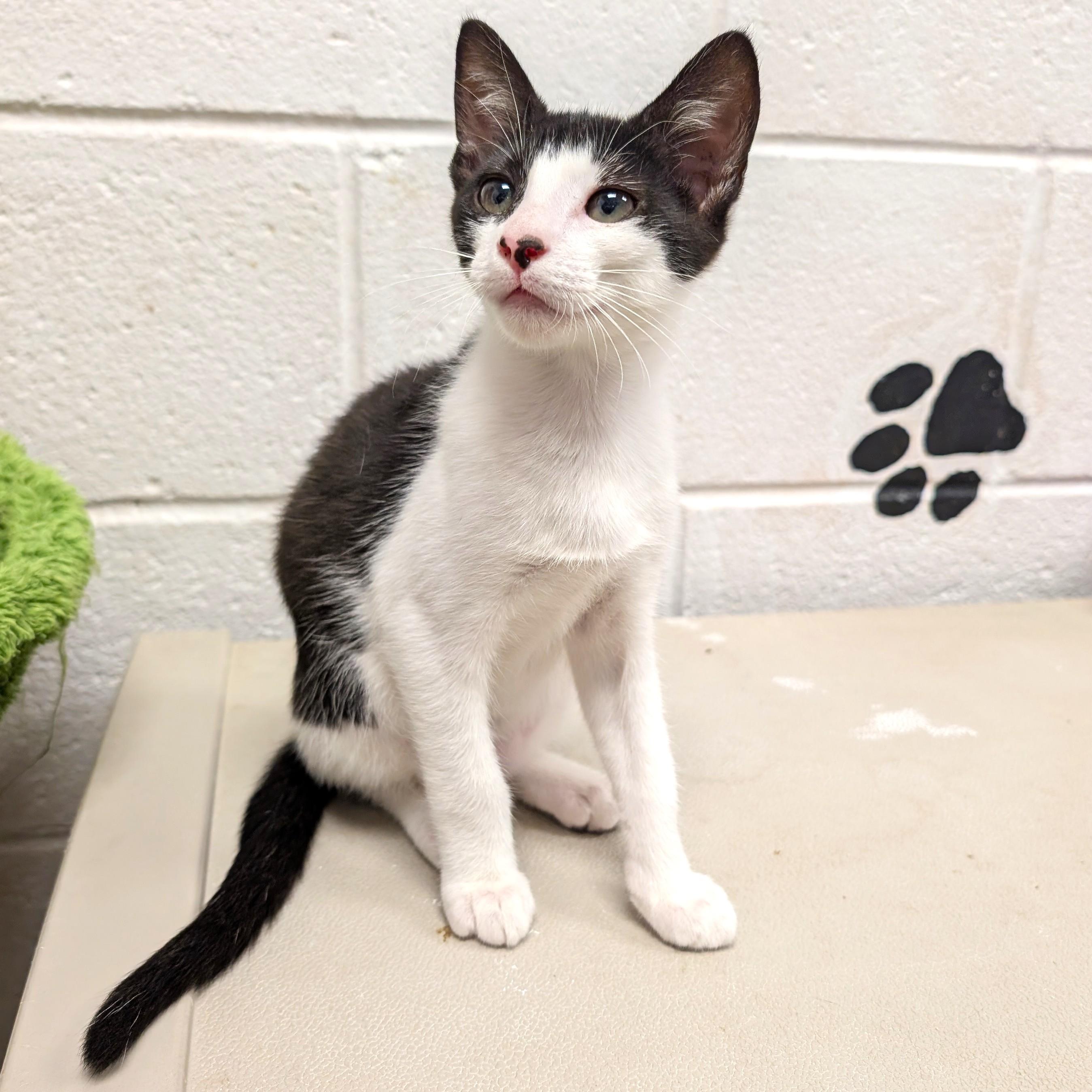 Fred, a ADOPTABLE Domestic Medium Hair in Smithfield, NC image 4/6