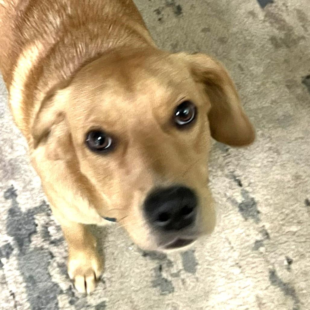 Henry, Adoptable, Young Male Beagle & Yellow Labrador Retriever.