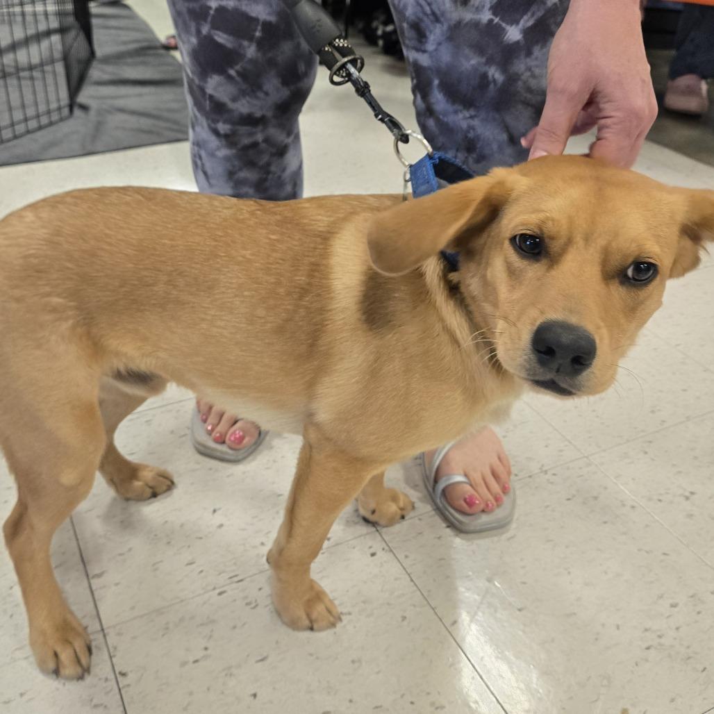 Henry, Adoptable, Young Male Beagle & Yellow Labrador Retriever.