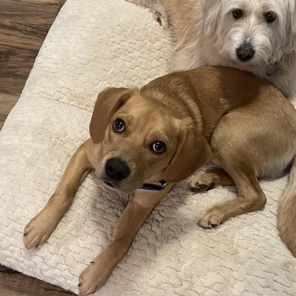 Enlarge Henry, a Adoptable mixed breed in Silver Spring, MD image 2/6