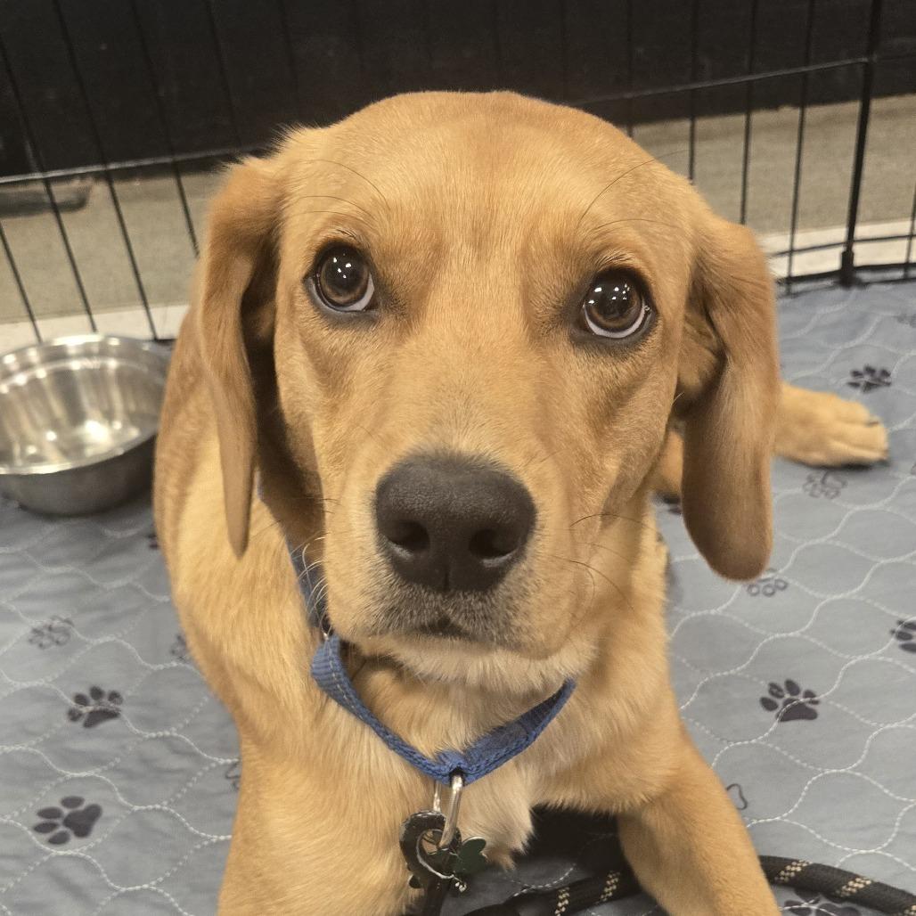Enlarge Henry, a Adoptable mixed breed in Silver Spring, MD image 3/6