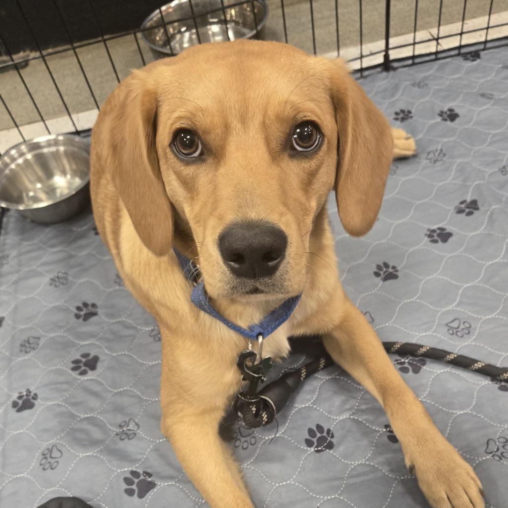Enlarge Henry, a Adoptable mixed breed in Silver Spring, MD image 4/6