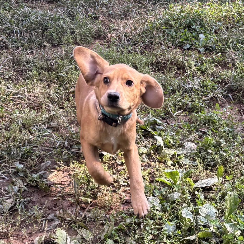 Enlarge Henry, a Adoptable mixed breed in Silver Spring, MD image 5/6
