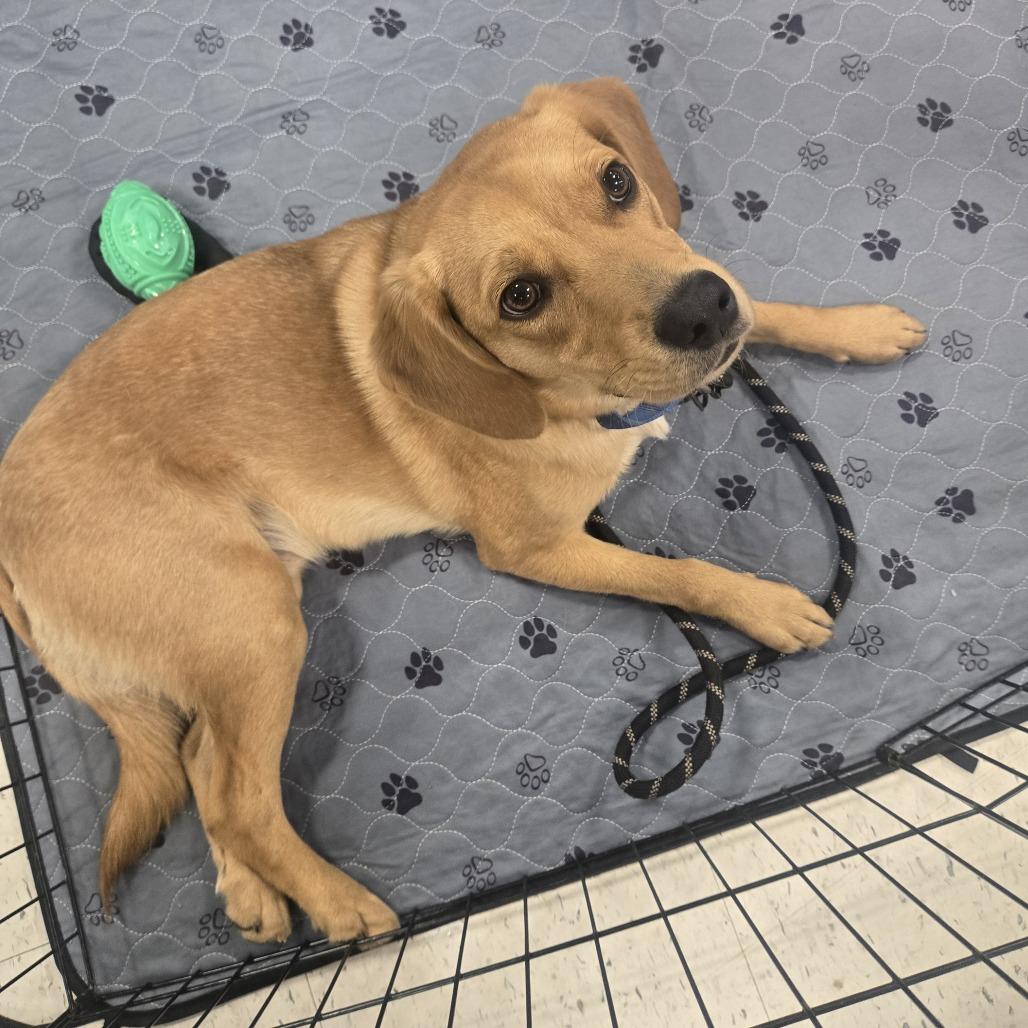 Enlarge Henry, a Adoptable mixed breed in Silver Spring, MD image 6/6