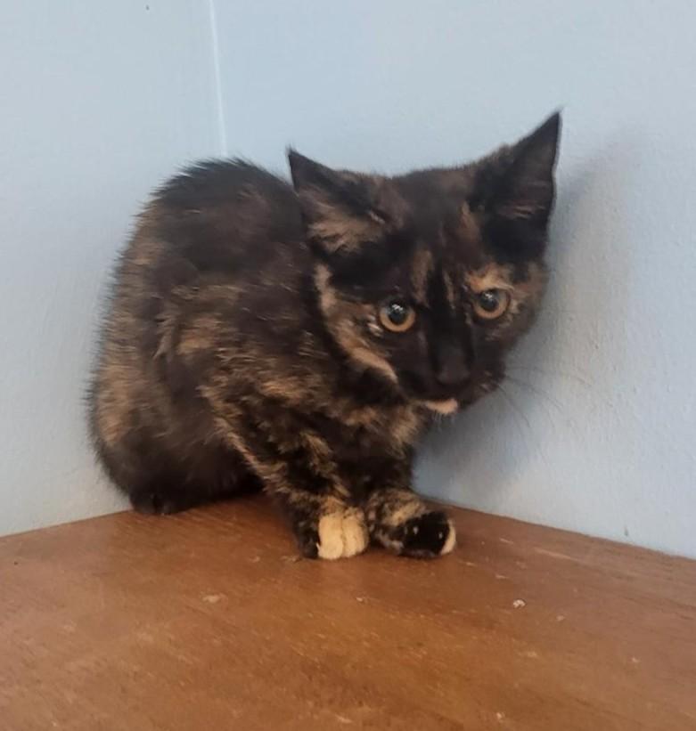 Cookie, Adopted, Young Female Domestic Short Hair.