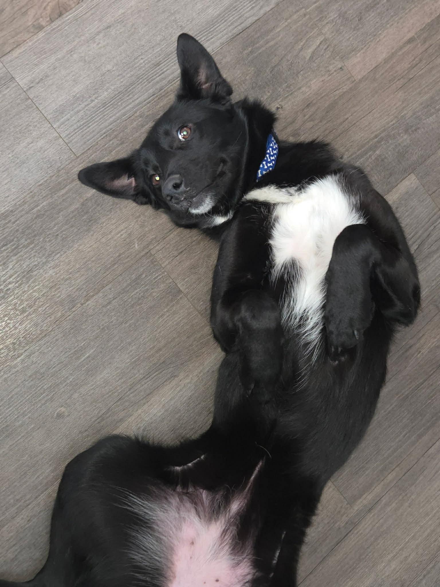 Dixie, a ADOPTABLE mixed breed in South Elgin, IL image 3/3