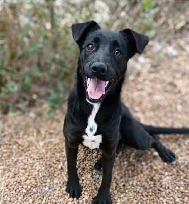 Dixie, a ADOPTABLE mixed breed in South Elgin, IL image 2/3