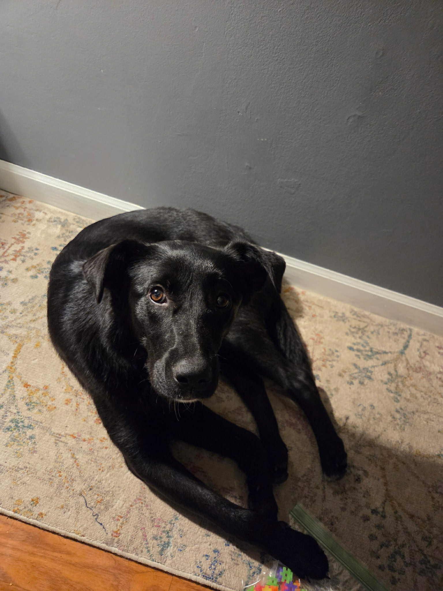 Dixie, a ADOPTABLE mixed breed in South Elgin, IL image 1/3