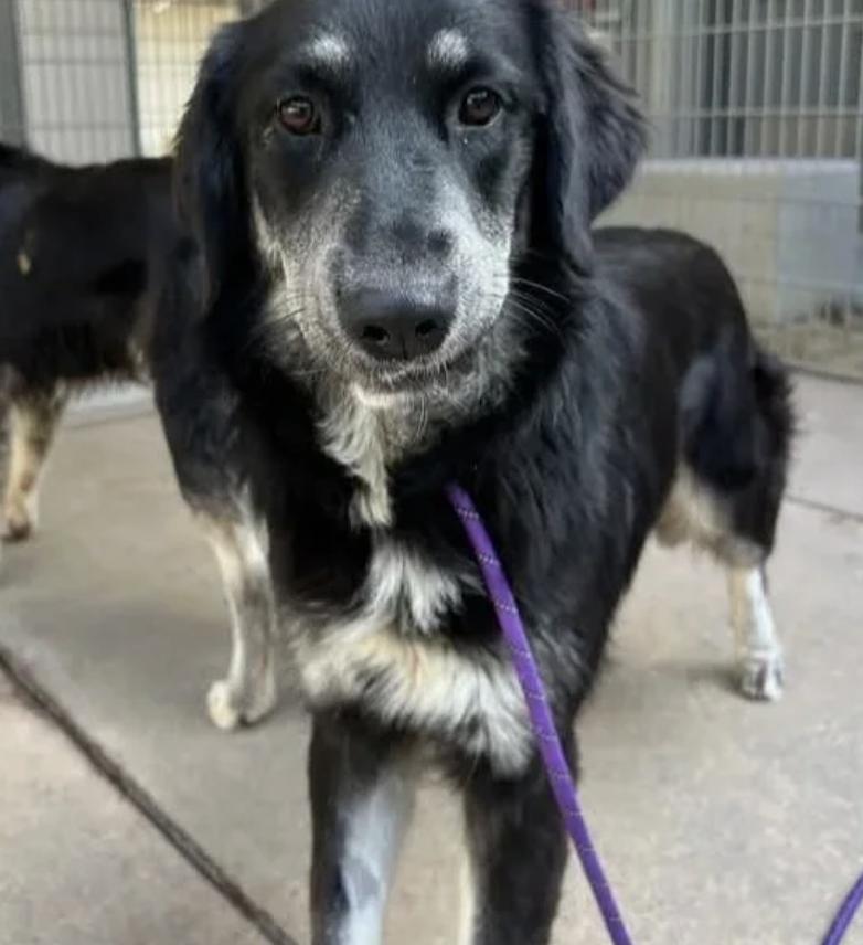 Raven, ADOPTABLE, Young Female Mixed Breed & Retriever.