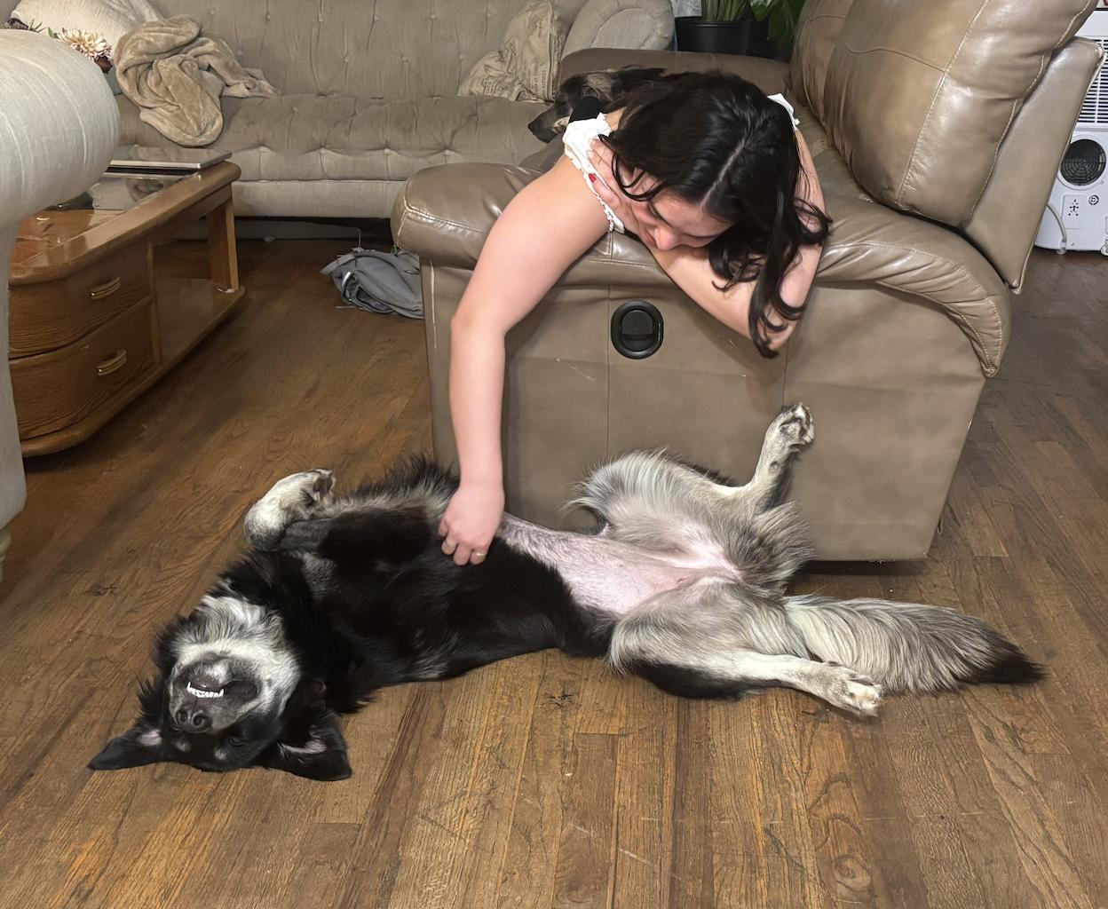 Enlarge Raven, a ADOPTABLE mixed breed in Sacramento, CA image 5/6