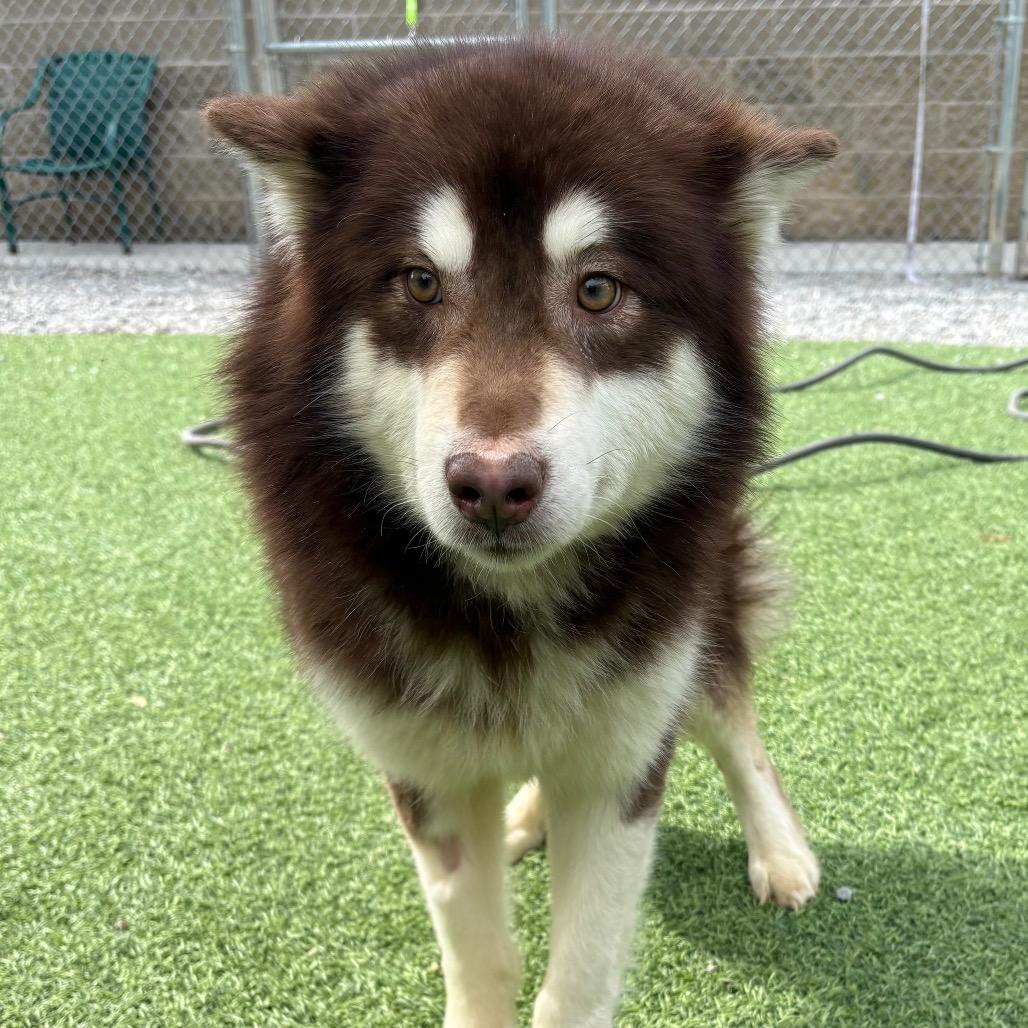 Timon, Adoptable, Adult Male Mixed Breed.