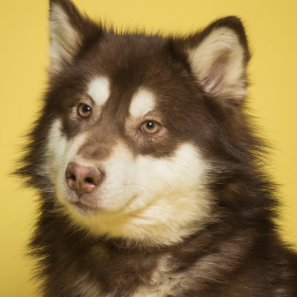 Enlarge Timon, a Adoptable Mixed Breed in Batavia, OH image 2/6